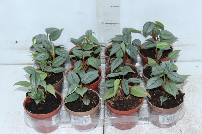 <h4>PHILODENDRON SODIROI P09</h4>