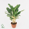 Aglaonema Green Sun
