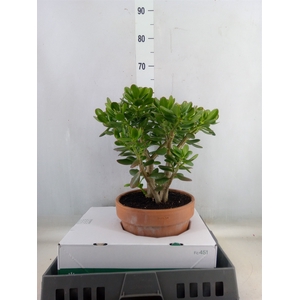Crassula ovata