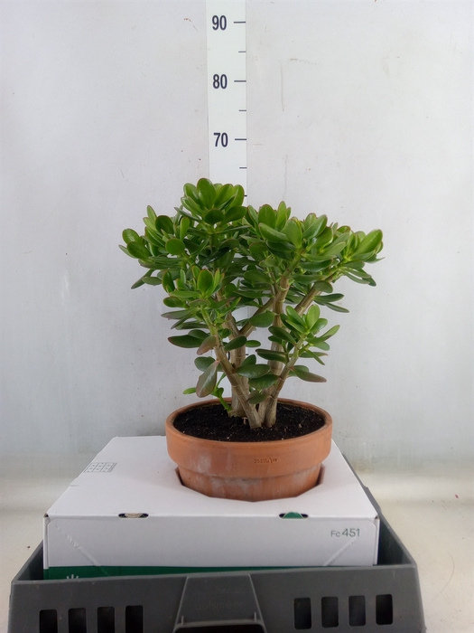 <h4>Crassula ovata</h4>