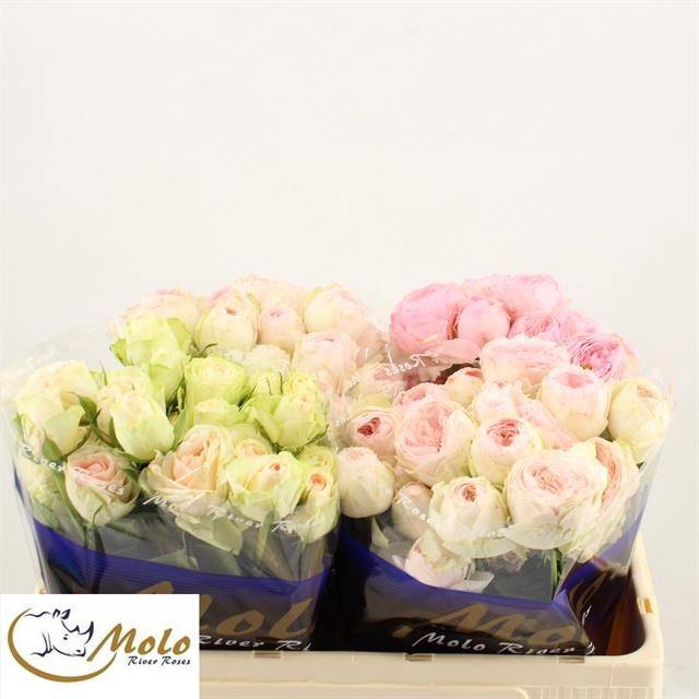 <h4>R Tr Mix In Bucket X25 Molo</h4>