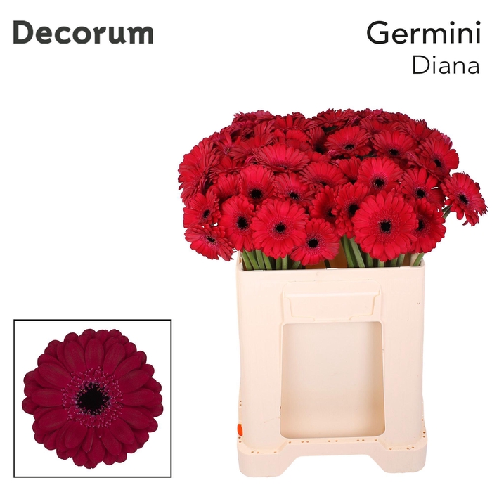 <h4>Germini Diana Water</h4>