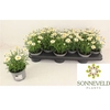 Argyranthemum frutescens La Rita White