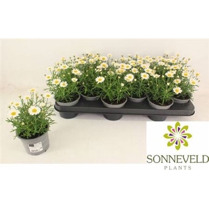 Argyranthemum frutescens La Rita White