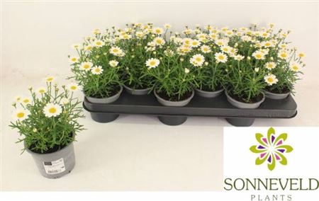 <h4>Argyranthemum frutescens La Rita White</h4>