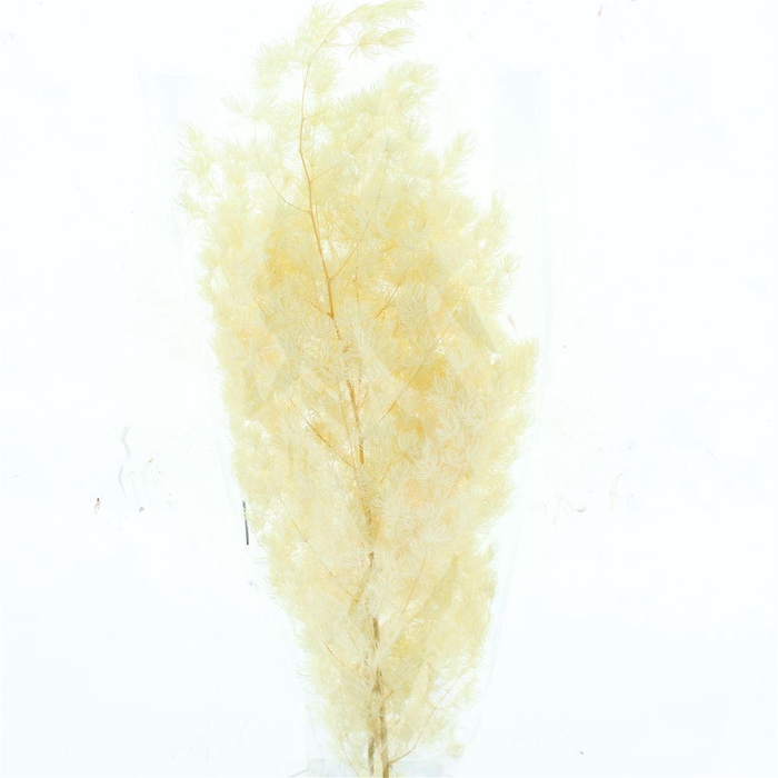 Pres Asparagus Bleached White P Bnch