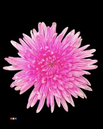 <h4>Chr G Topspin Pastel Cerise</h4>