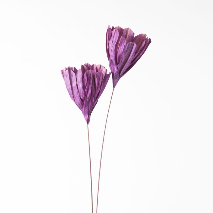 <h4>DF Fire Flower 105cm Milka 811</h4>