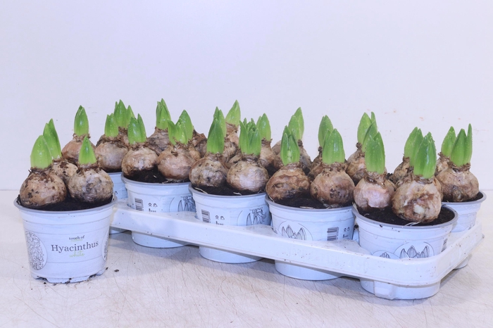 <h4>HYACIN WHITE PEARL</h4>