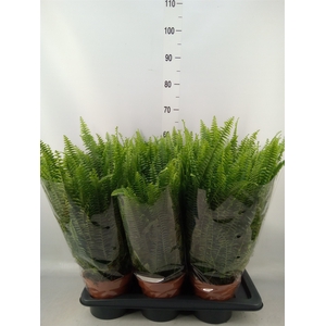 Nephrolepis exal. 'Green Lady'