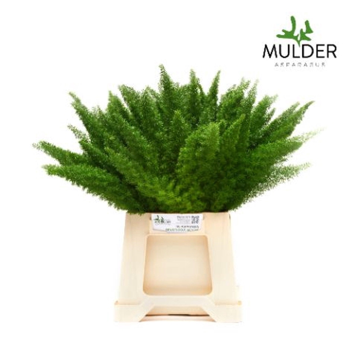 <h4>ASPARAGUS DENS. 'MEYERS'</h4>