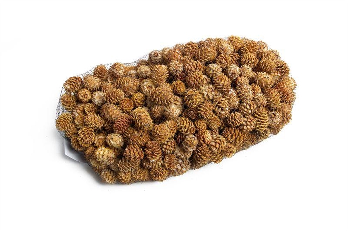 <h4>Leucadendron salignum koppen in net</h4>
