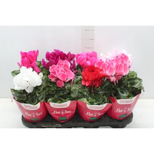 CYCLAMEN P14
