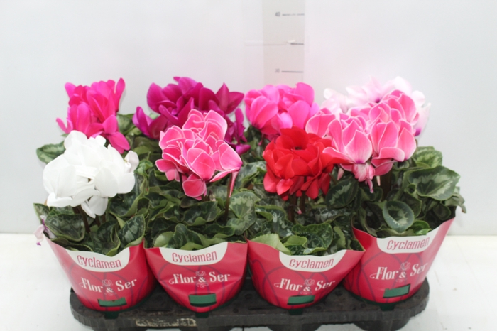 <h4>CYCLAMEN P14</h4>