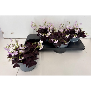 OXALIS TRIANGULARIS