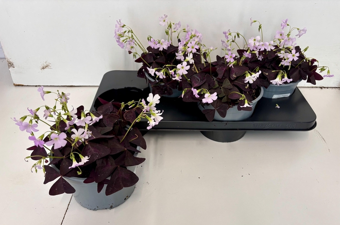 <h4>OXALIS TRIANGULARIS</h4>