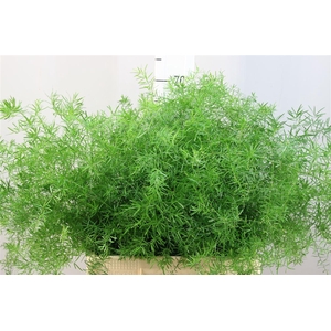 Asparagus Densiflorus Sprengeri