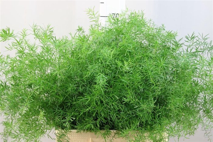 <h4>Asparagus Densiflorus Sprengeri</h4>
