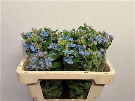 <h4>Oxy Co Tan Pure Blue</h4>