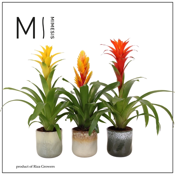 <h4>Mimesis Bromelia Nature - 12 cm in Ottawa ceramic</h4>