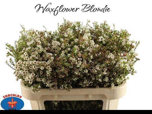 <h4>CHAME BLONDIE</h4>