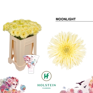 Germini Spider Moonlight Water/Hoes x80