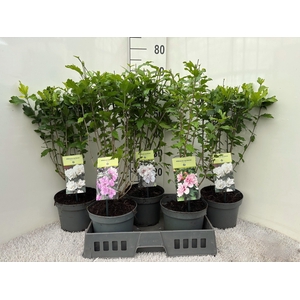 HIBIS SYRIACUS