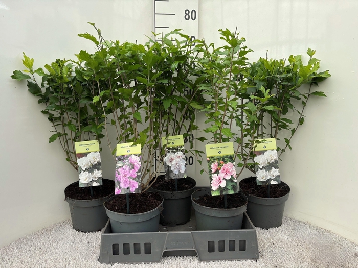 <h4>HIBIS SYRIACUS</h4>