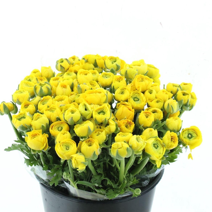 <h4>Ran El Sr Yellow Prima</h4>