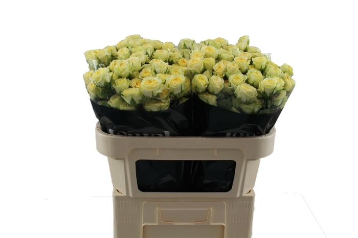 <h4>R TR WEDDING INVITE</h4>