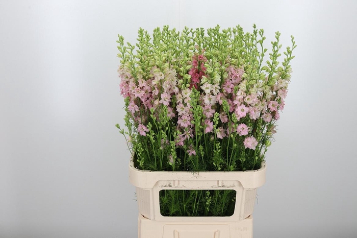 <h4>Cons R Q Light Pink</h4>