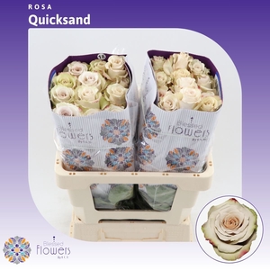 Rosa gr Quicksand