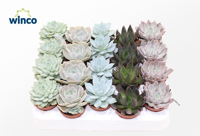 <h4>Echeveria Mix (5 Spc.)</h4>