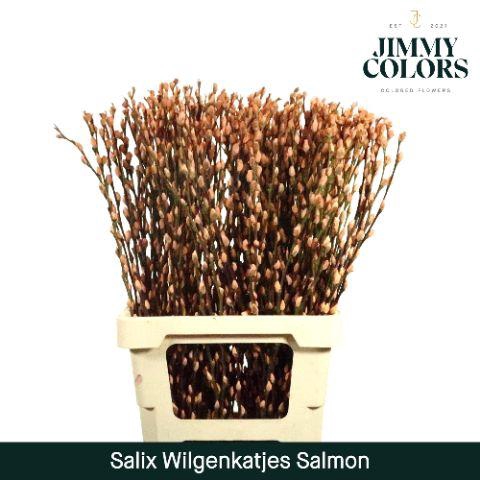 <h4>Salix Katjes L70 Salmon</h4>
