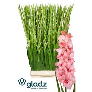 GLADIOLUS GR 'ADRENALIN'