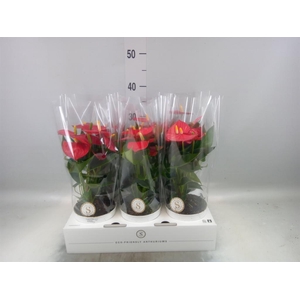 Anthurium andr. 'Red Champion'