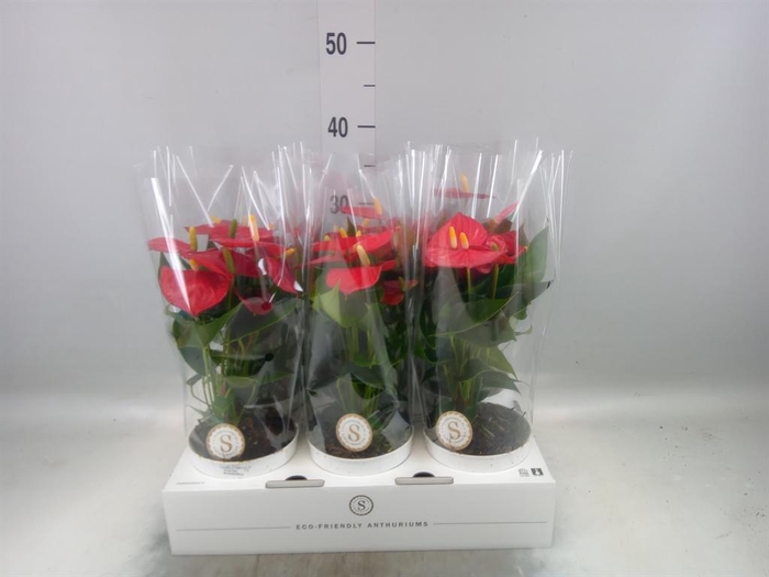 <h4>Anthurium andr. 'Red Champion'</h4>