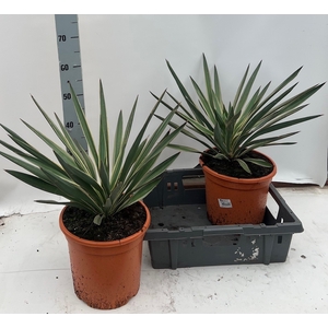 YUCCA GLOR VARIEGATA