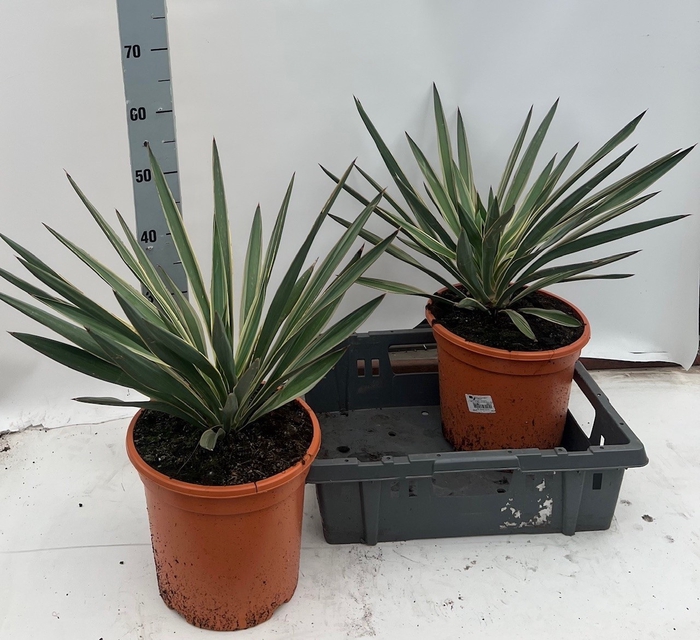 <h4>YUCCA GLOR VARIEGATA</h4>