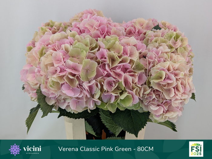 <h4>HYDR M CH VERENA CL</h4>