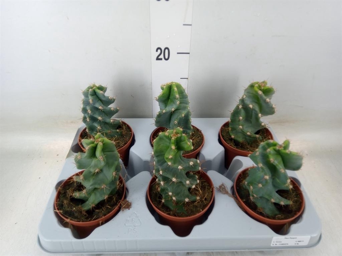 <h4>Cereus   ...</h4>