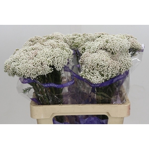 OZOTH COOKS SNOW WHI