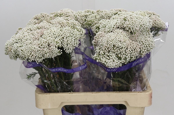 <h4>OZOTH COOKS SNOW WHI</h4>