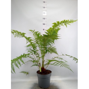 Dicksonia antarctica
