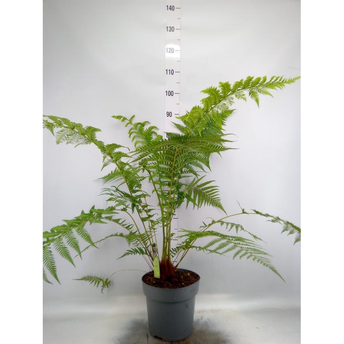 <h4>Dicksonia antarctica</h4>