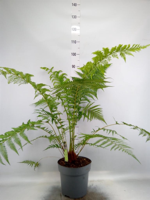 Dicksonia antarctica