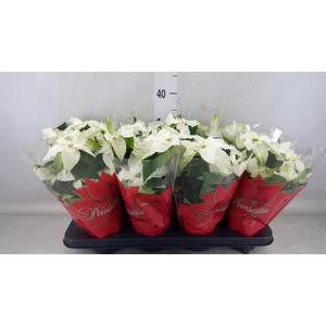 Euphorbia pulc. 'Princ White'