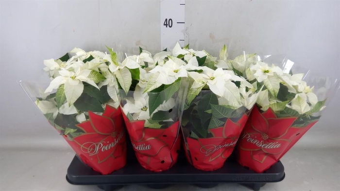 <h4>Euphorbia pulc. 'Princ White'</h4>