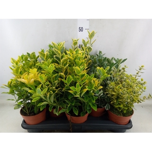Euonymus japon.   ...mix