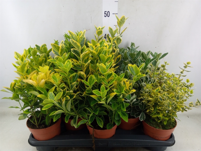 <h4>Euonymus japon.   ...mix</h4>